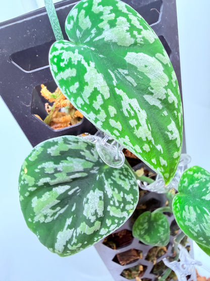 Scindapsus Tri Colour - LL