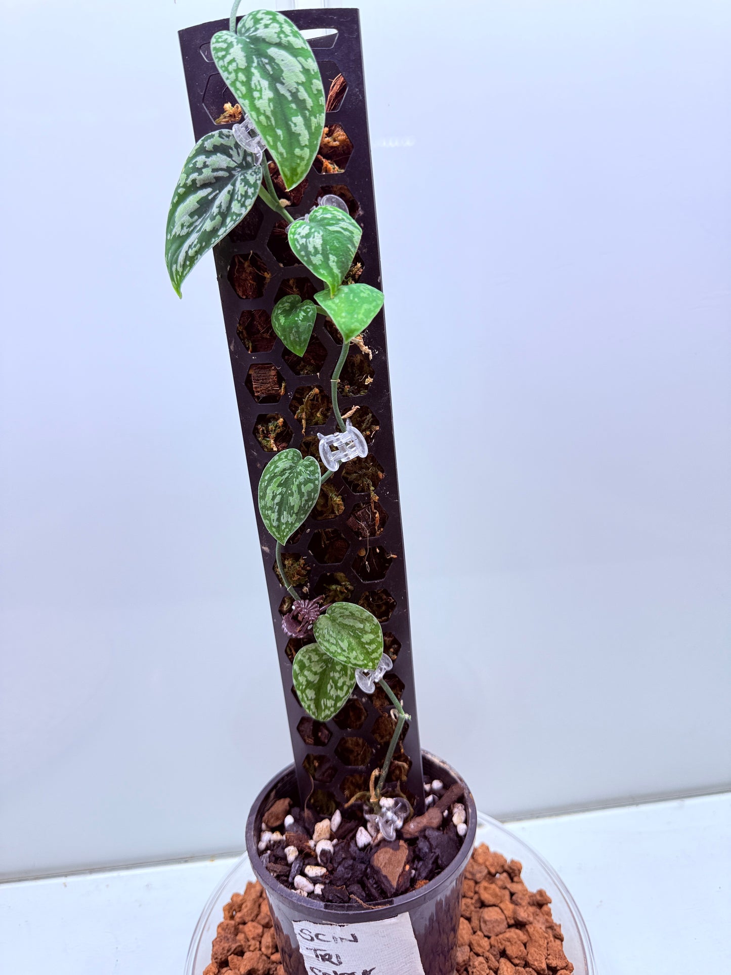 Scindapsus Tri Colour - LL