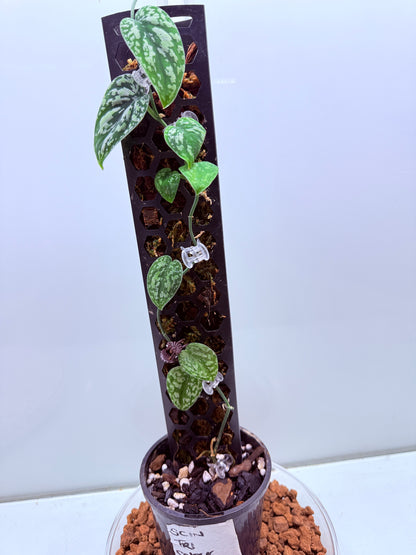 Scindapsus Tri Colour - LL