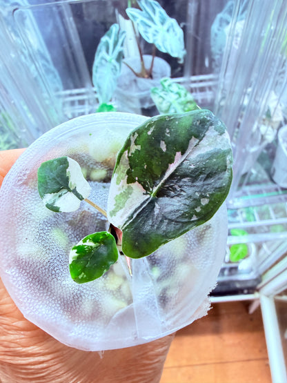 Alocasia Chantrieri Pink corm grown