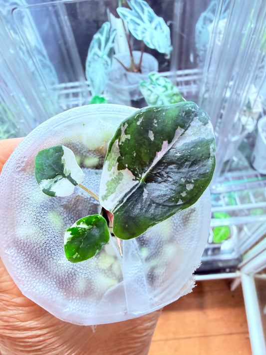 Alocasia Chantrieri Pink corm grown