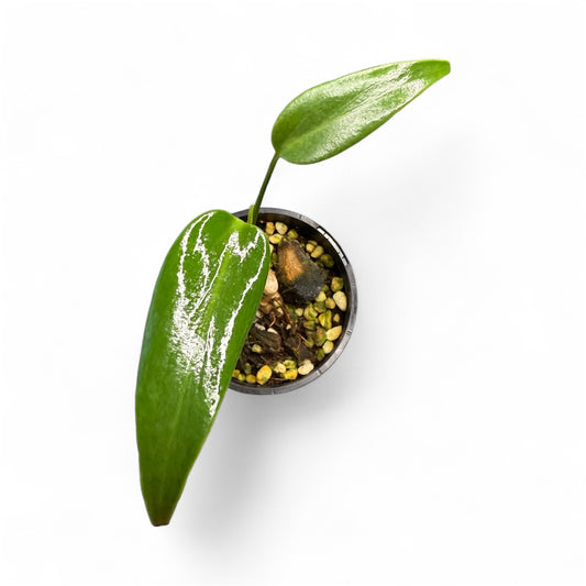 Monstera Burle Marx Flame Non Tc