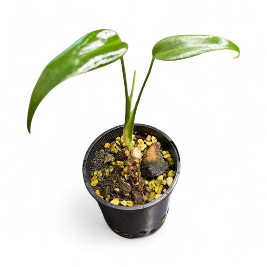 Monstera Burle Marx Flame Non Tc