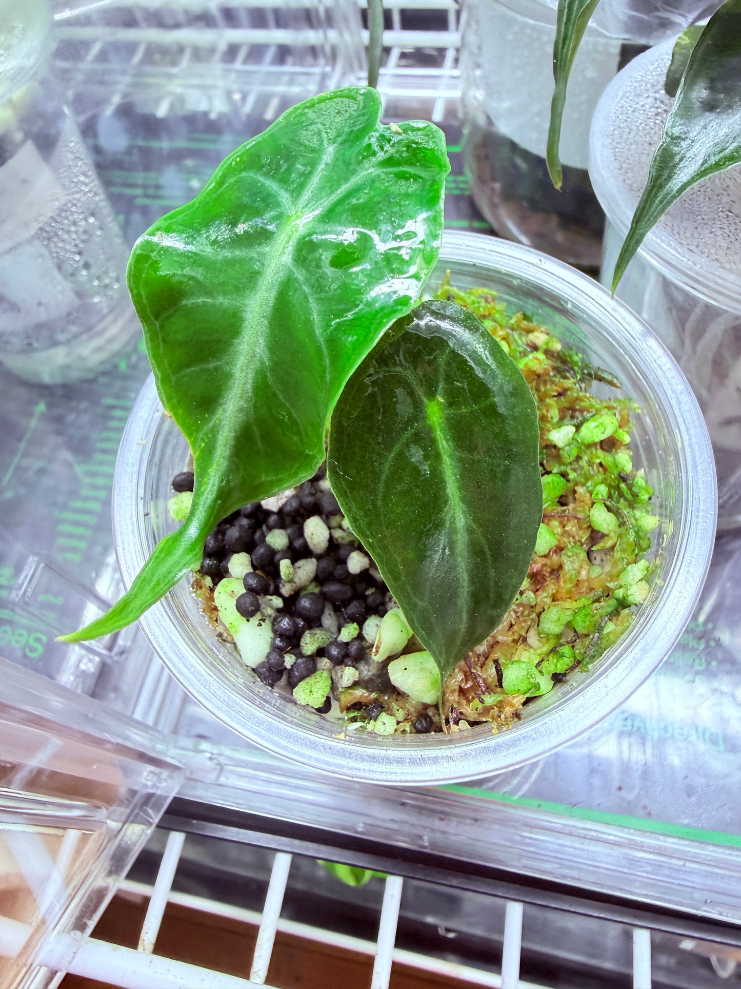 Alocasia Venom