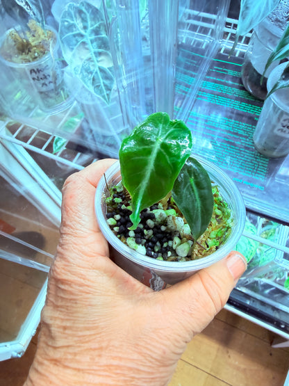 Alocasia Venom