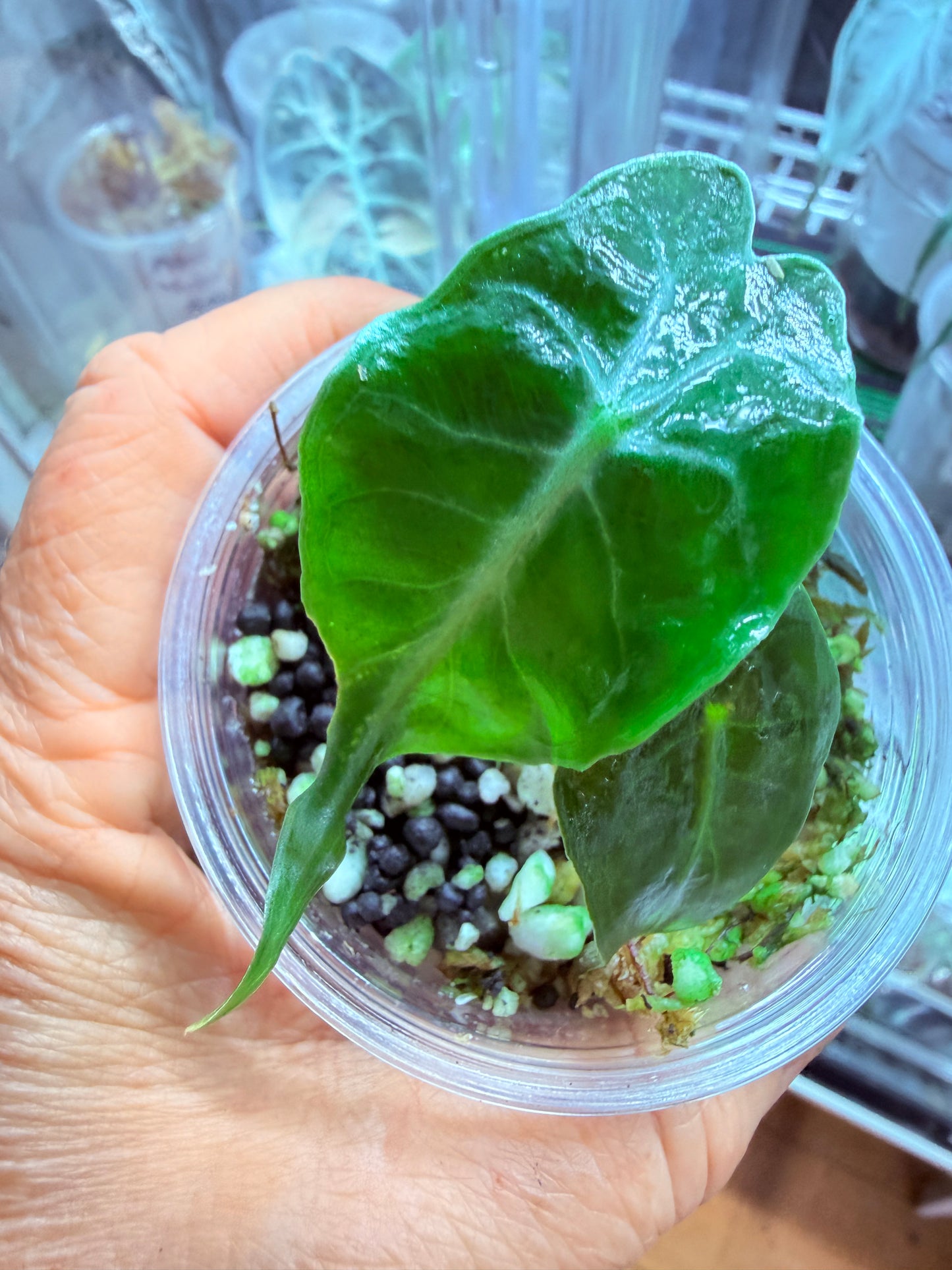 Alocasia Venom