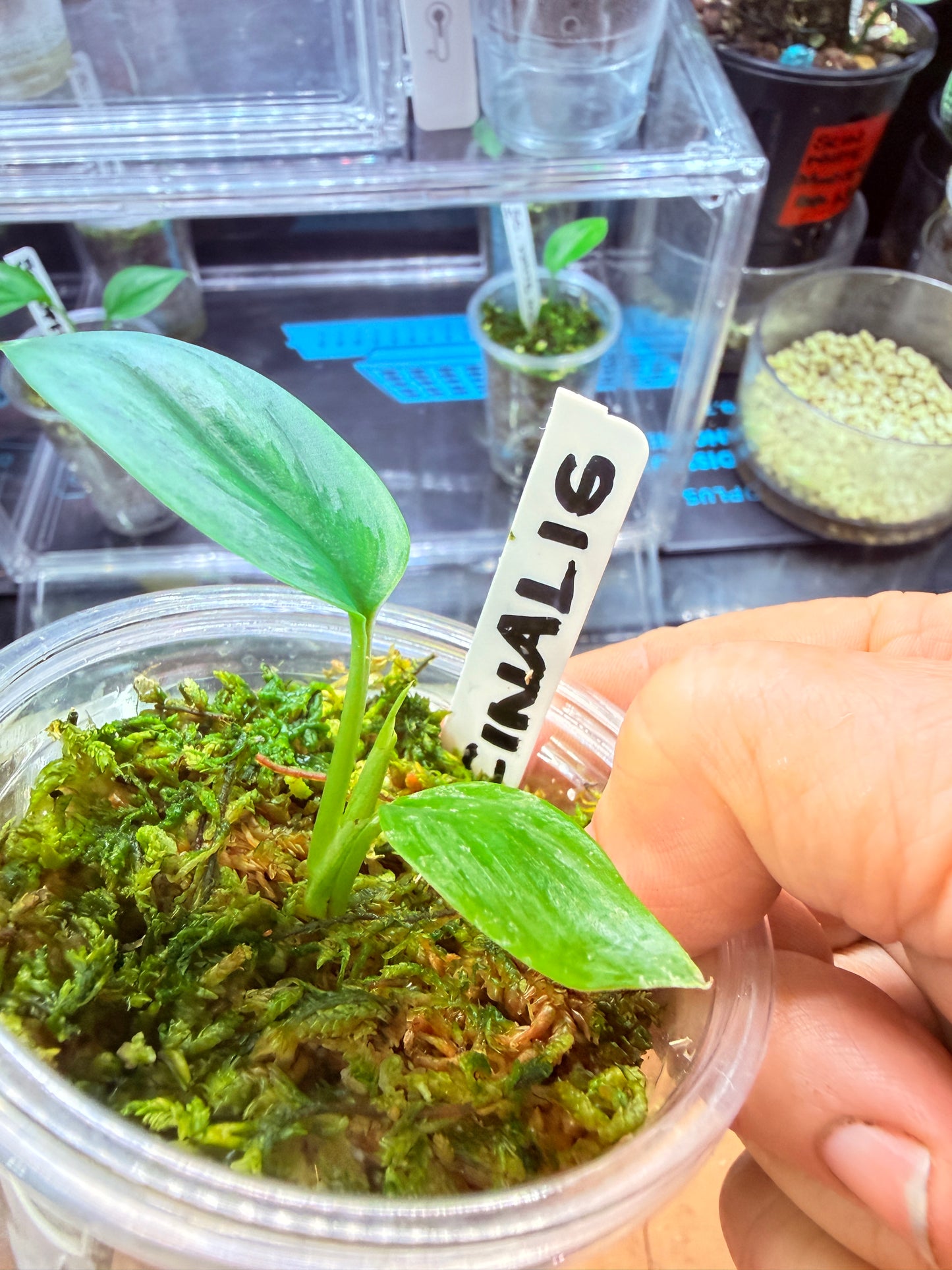 Scindapsus Officinalis