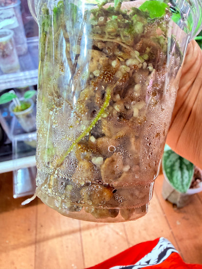 Scindapsus Officinalis