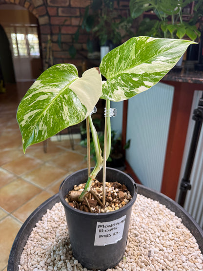 Monstera Borsigana Variegated