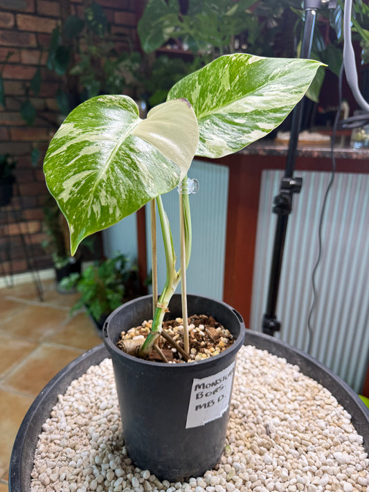 Monstera Borsigana Variegated