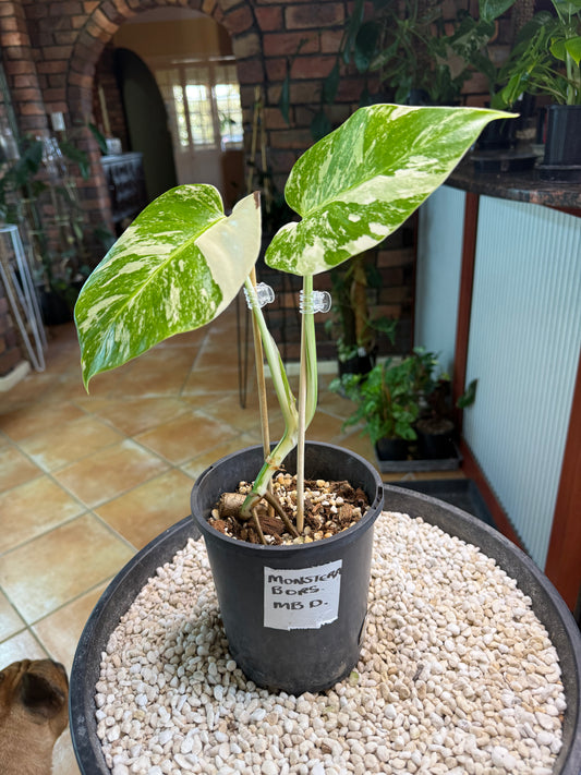 Monstera Borsigana Variegated