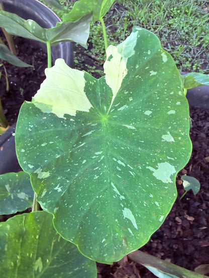 Colocasia Milky Way