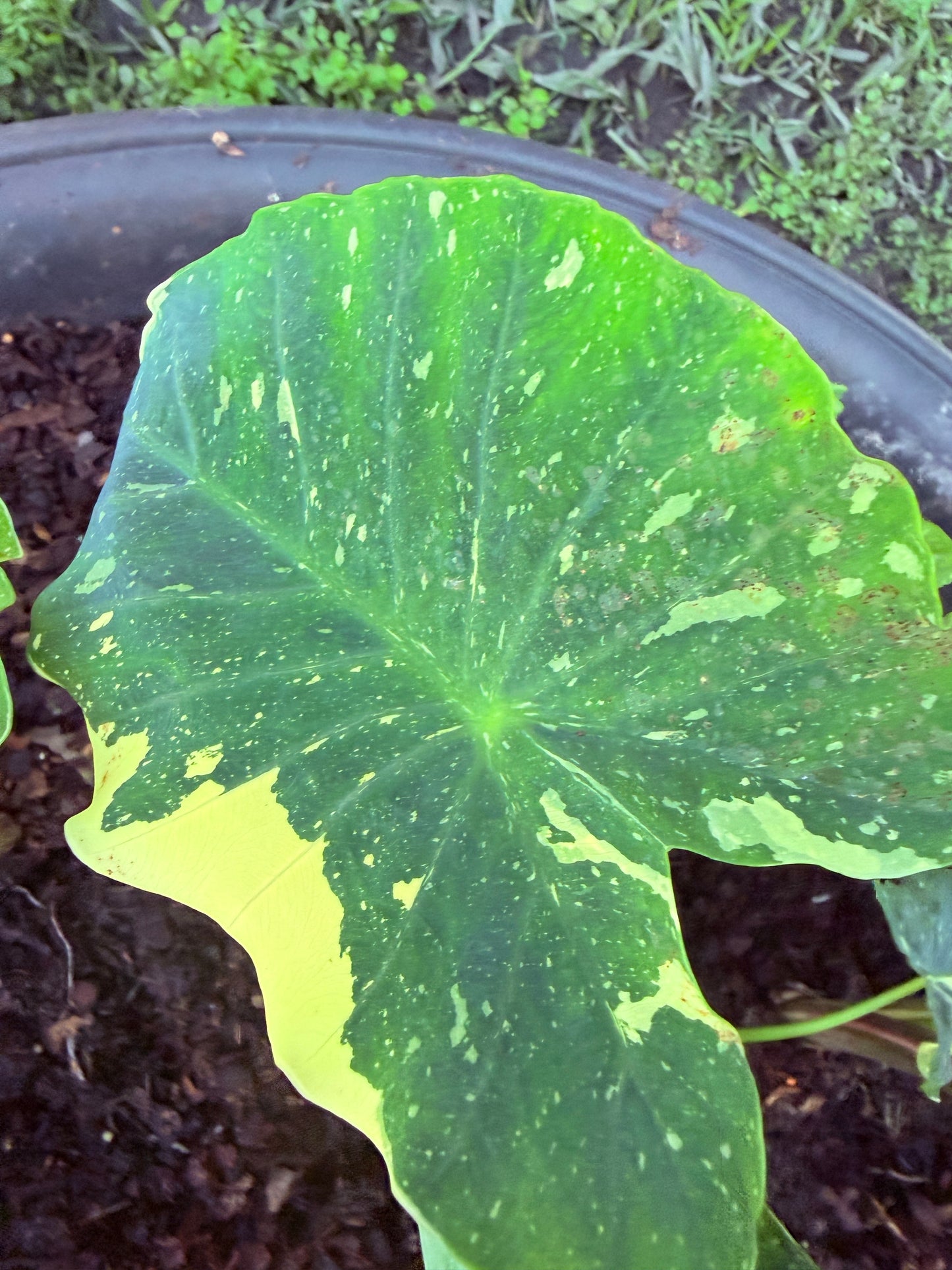Colocasia Milky Way