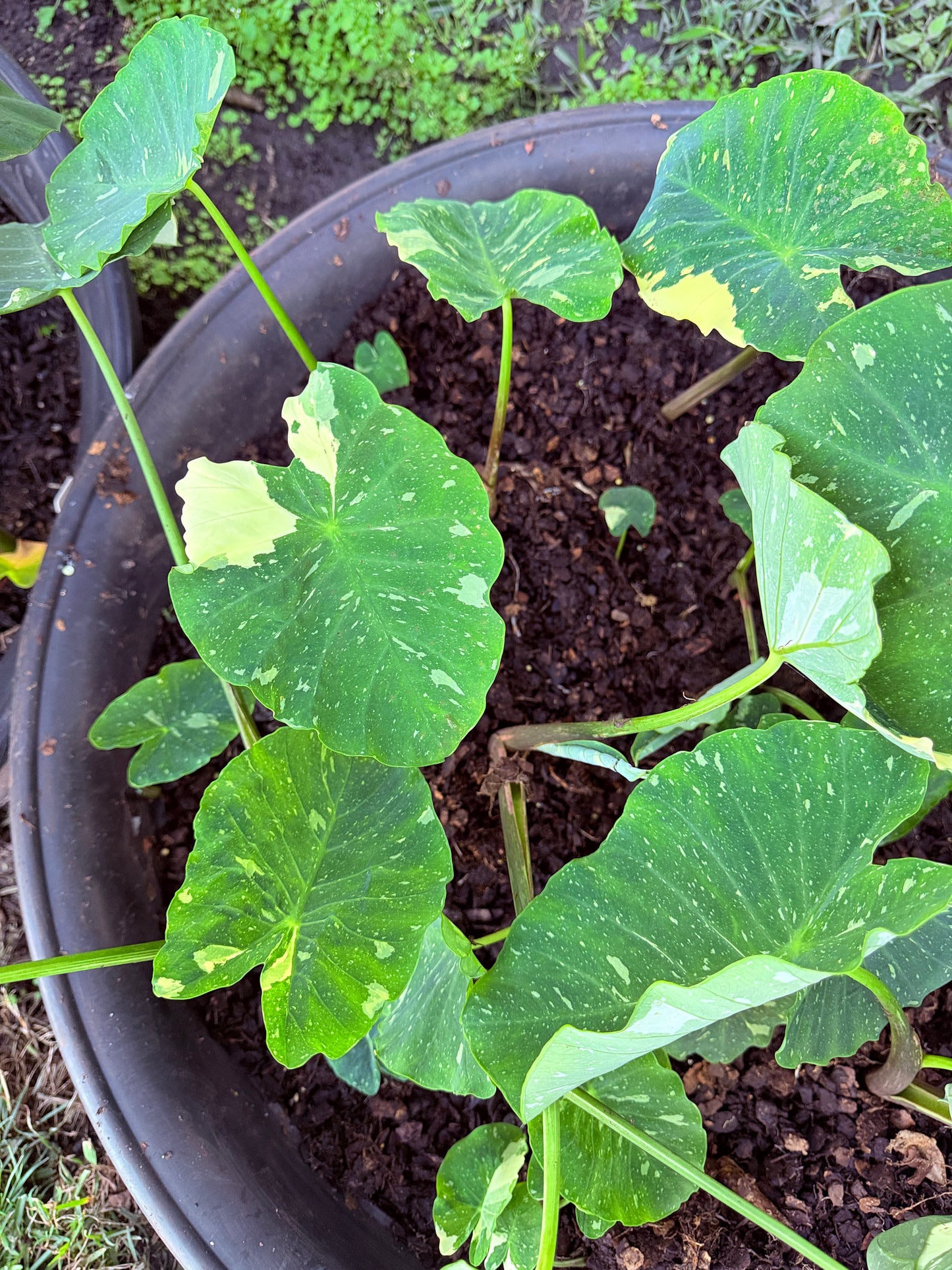 Colocasia Milky Way
