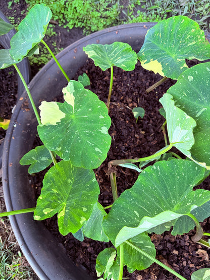 Colocasia Milky Way
