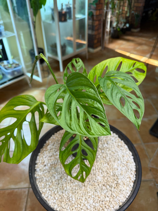 Monstera Monkey Mask – Giant Leaf - MMM