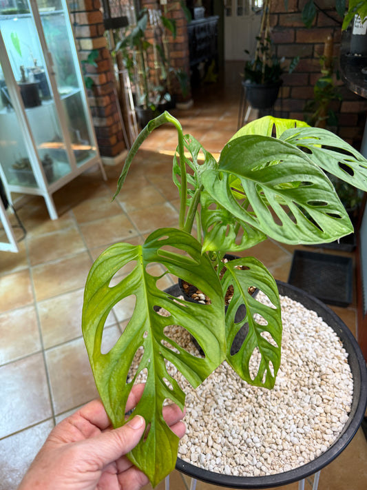 Monstera Monkey Mask – Giant Leaf - MMM