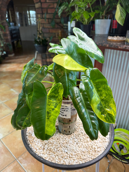 Philodendron Burle Marx Variegated - PBM