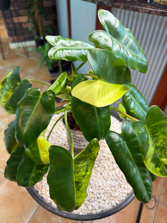 Philodendron Burle Marx Variegated - PBM