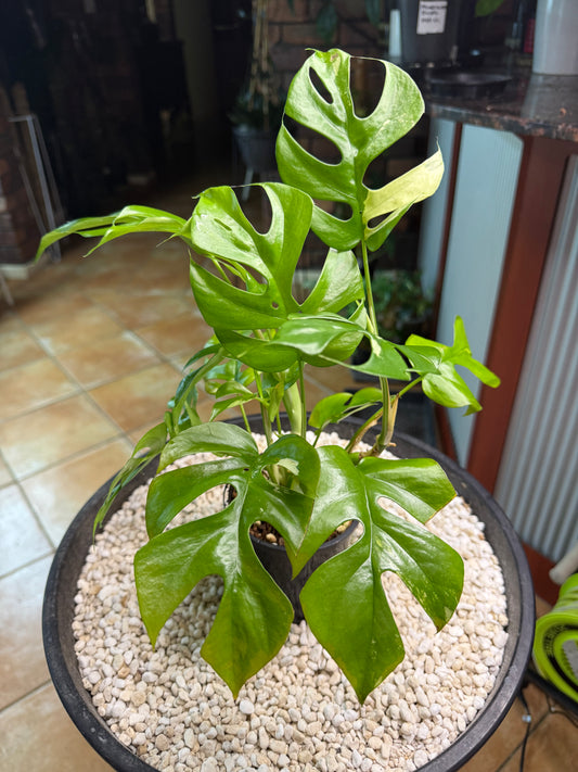 Rhaphidophora Tetrasperma Variegated - random var