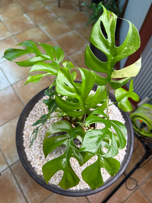 Rhaphidophora Tetrasperma Variegated - random var