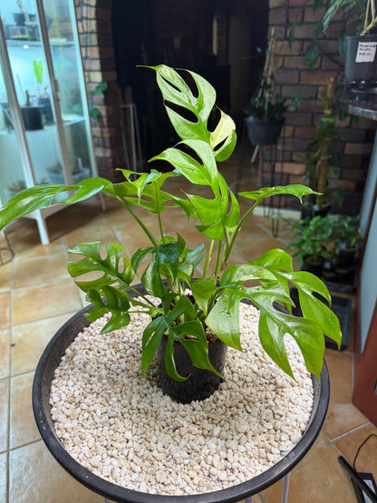 Rhaphidophora Tetrasperma Variegated - random var