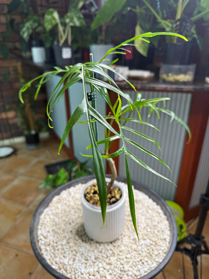 Philodendron Polypioides non tc