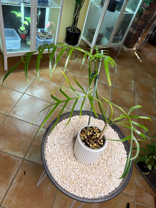 Philodendron Polypioides non tc