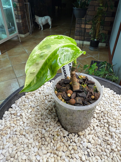 Philodendron Jose Buono (Non TC)