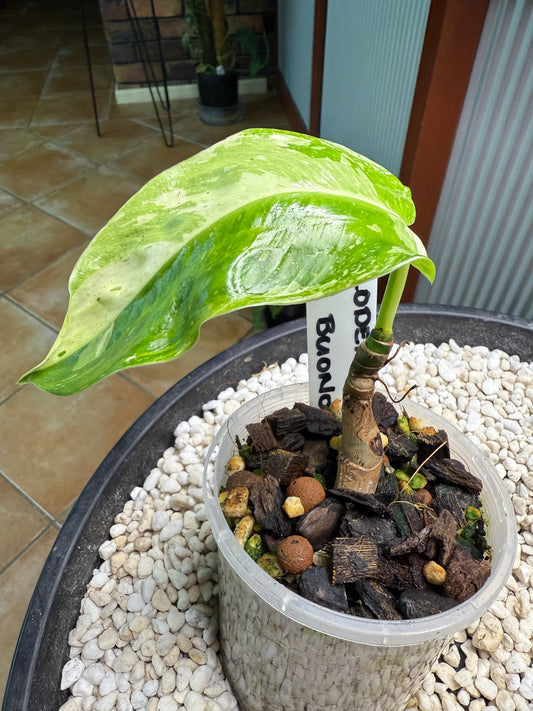Philodendron Jose Buono (Non TC)