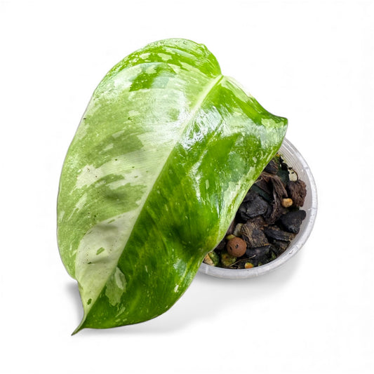 Philodendron Jose Buono (Non TC)