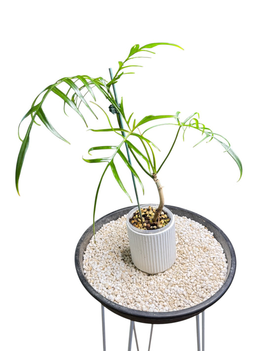 Philodendron Polypioides non tc