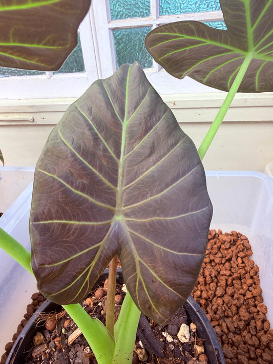 Alocasia Regale Shield