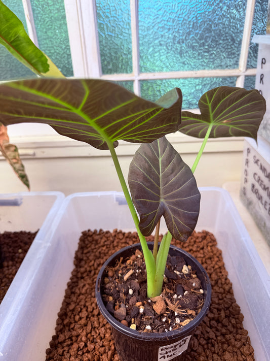 Alocasia Regale Shield