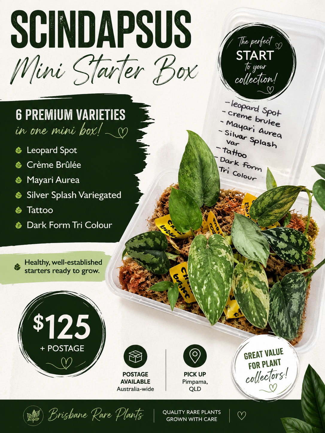 Scindapsus Mini Starter Box