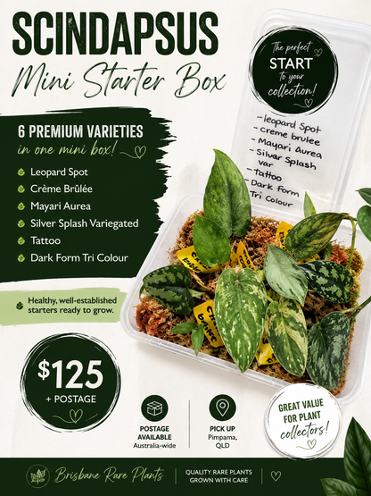 Scindapsus Mini Starter Box
