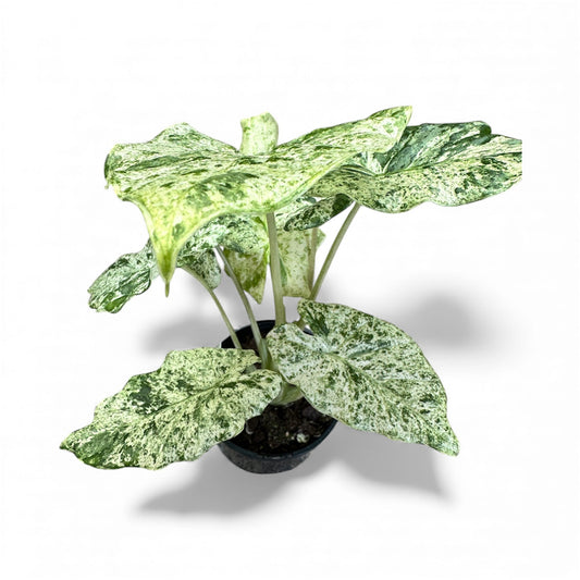 Alocasia macrorrhizos Splash large