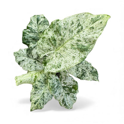 Alocasia macrorrhizos Splash large