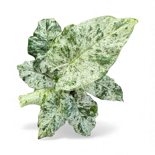 Alocasia macrorrhizos Splash large