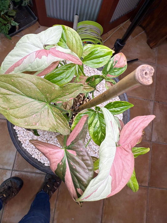 Syngoniums x 2 Strawberry milk and Red spot tri color
