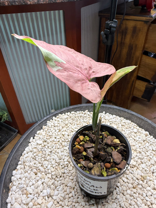 Syngonium Strawberry Milk
