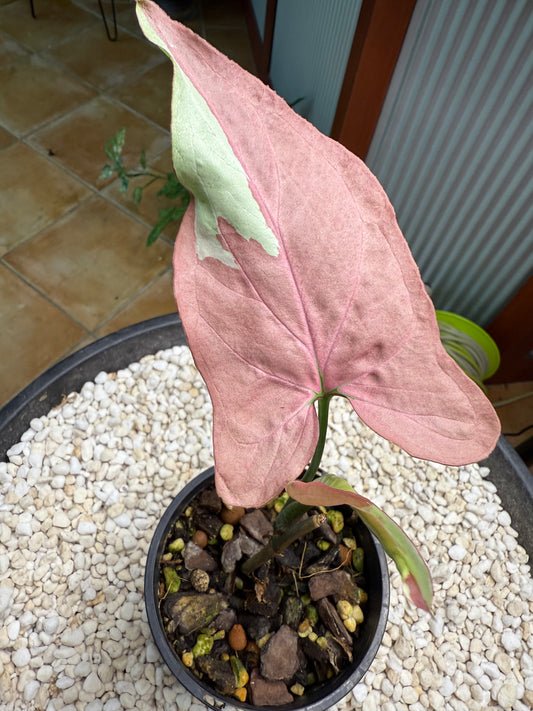 Syngonium Strawberry Milk