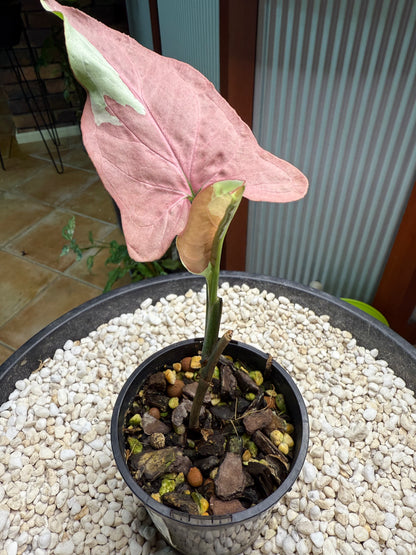 Syngonium Strawberry Milk