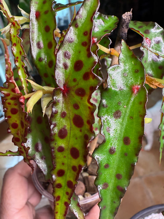 Begonia Amphioxis