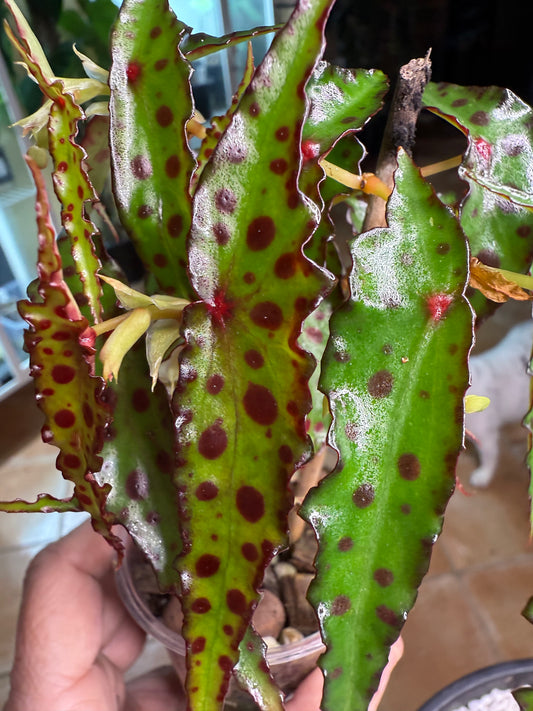 Begonia Amphioxis