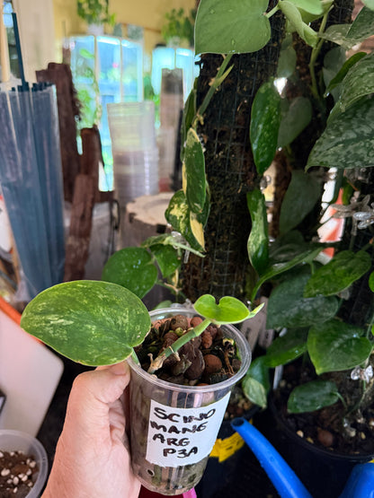 Scindapsus Mangurai