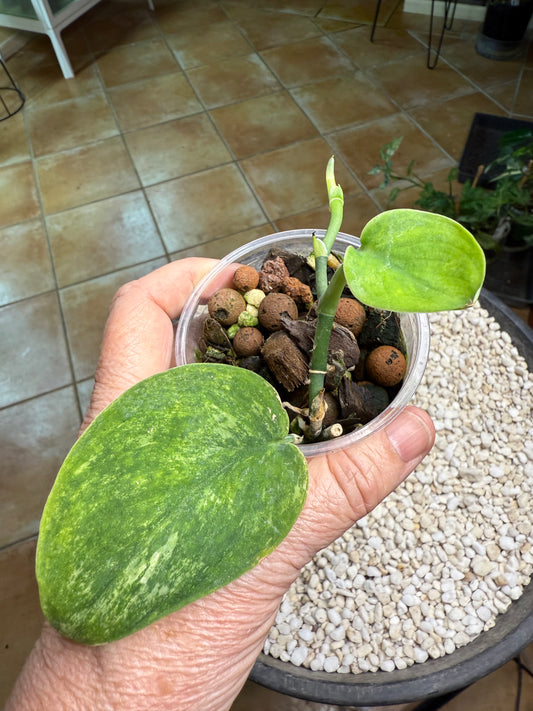 Scindapsus Mangurai