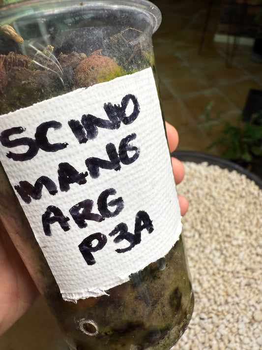 Scindapsus Mangurai