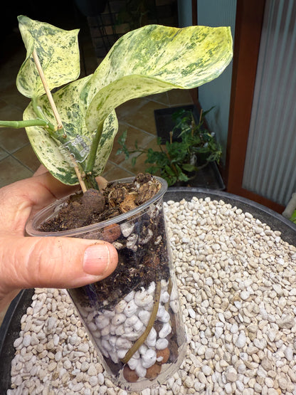 Scindapsus Jade Satin Mint - YiH