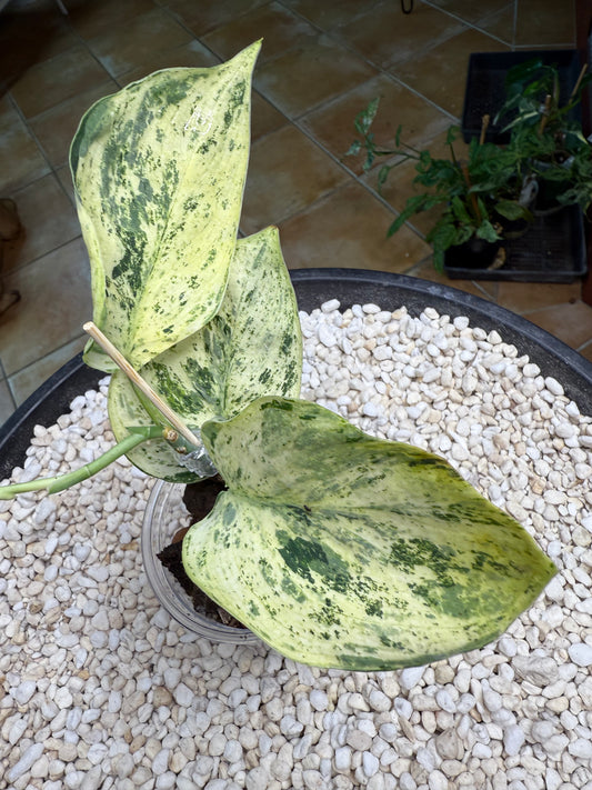 Scindapsus Jade Satin Mint - YiH